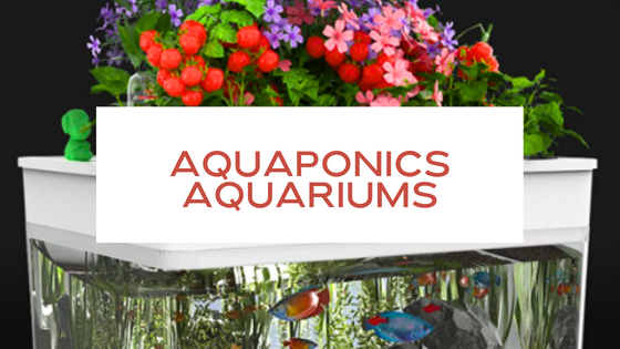 How Aquaponics Aquariums Work?